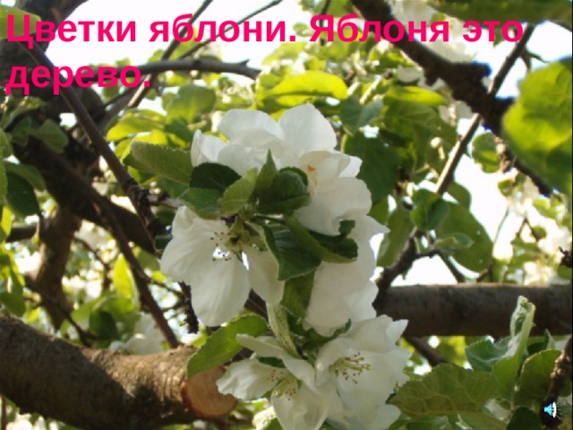 Цветки яблони. Яблоня это  дерево.  