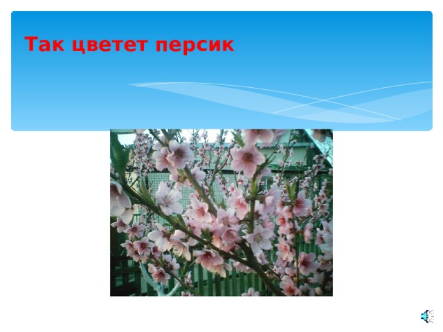 Так цветет персик 