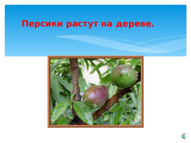 Персики растут на дереве. 