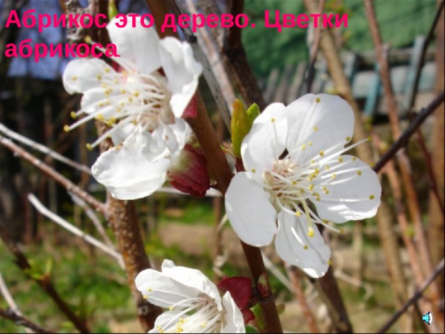 Абрикос это дерево. Цветки абрикоса .  
