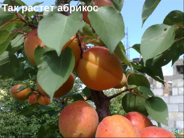 Так растет абрикос 