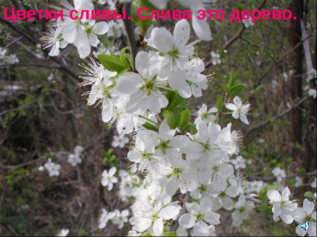 Цветки сливы. Слива это дерево. 