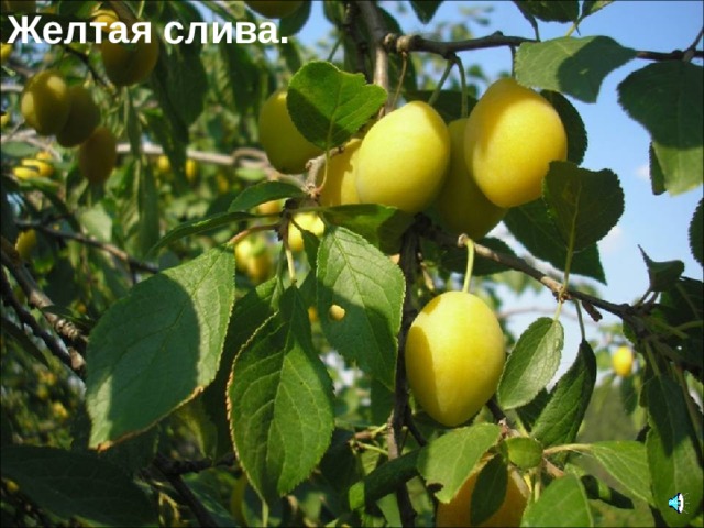 Желтая слива. 