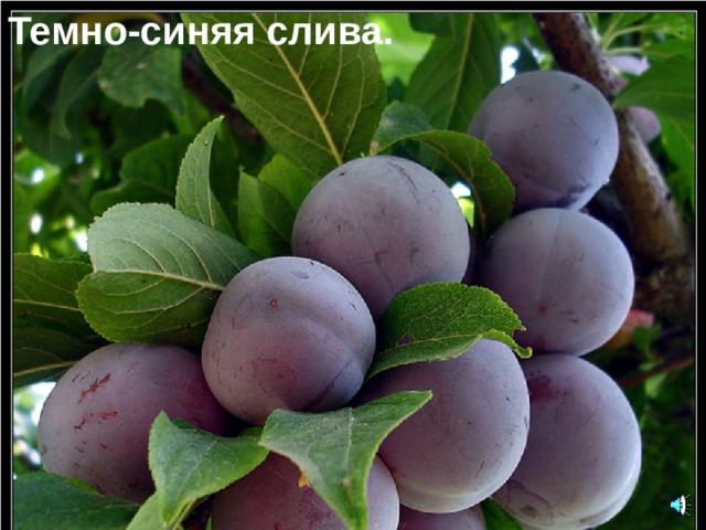 Темно-синяя слива.  