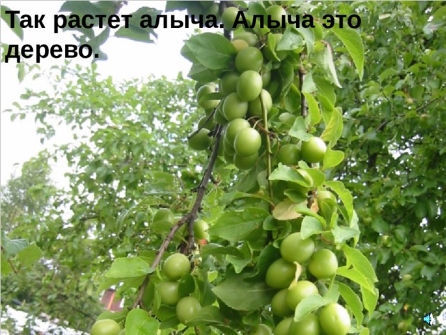 Так растет алыча. Алыча это дерево. 