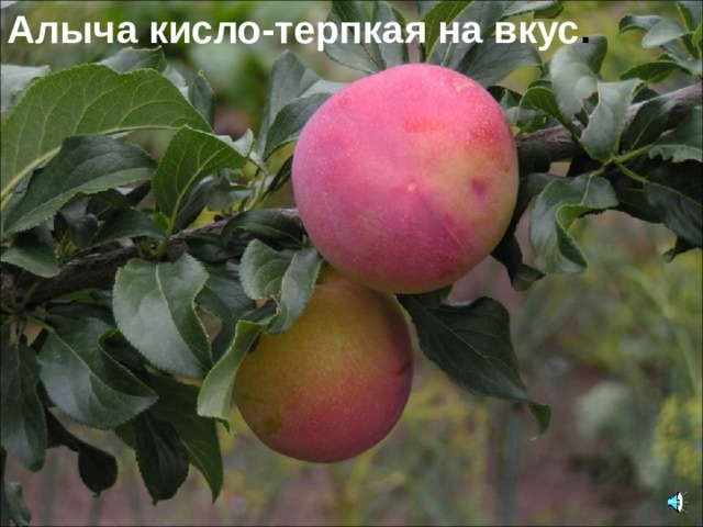 Алыча кисло-терпкая на вкус . 