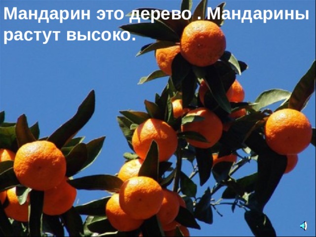 Мандарин это дерево . Мандарины  растут высоко.  