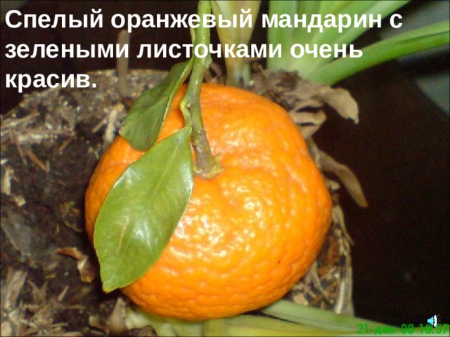 Спелый оранжевый мандарин с  зелеными листочками очень  красив. 