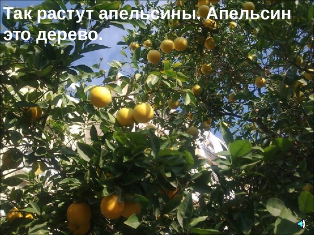 Так растут апельсины. Апельсин это дерево. 