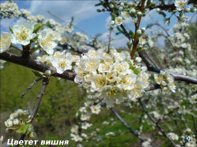 Цветет вишня  
