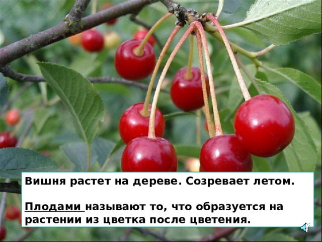 Вишня растет на дереве. Созревает летом.  Плодами называют то, что образуется на растении из цветка после цветения. 