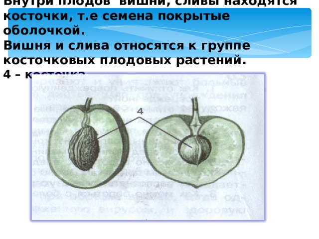 Внутри плодов вишни, сливы находятся косточки, т.е семена покрытые оболочкой. Вишня и слива относятся к группе косточковых плодовых растений. 4 – косточка  