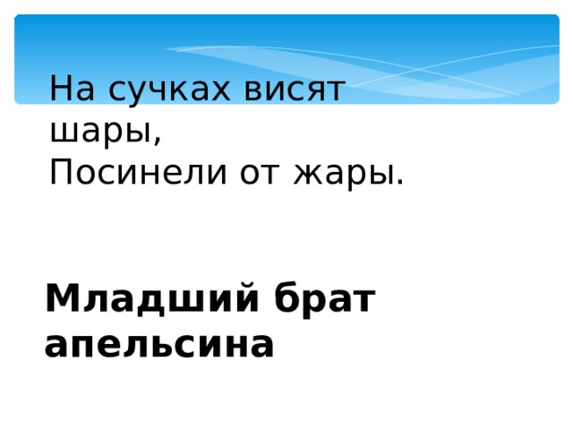 На сучках висят шары, Посинели от жары. Младший брат апельсина 