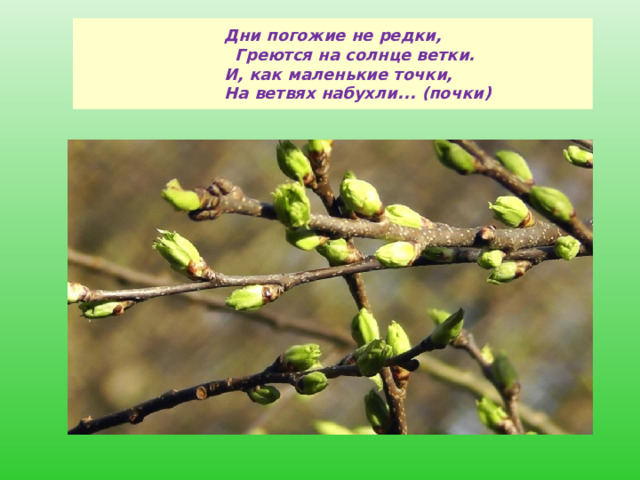   Дни погожие не редки,  Греются на солнце ветки.  И, как маленькие точки,  На ветвях набухли... (почки)      