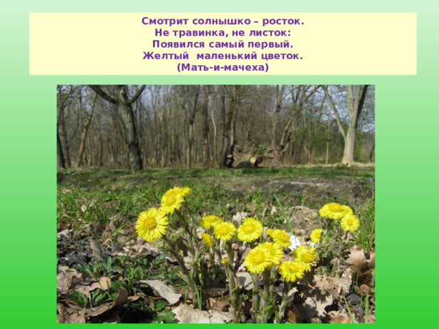 Смотрит солнышко – росток.  Не травинка, не листок:  Появился самый первый.  Желтый  маленький цветок.  (Мать-и-мачеха)   