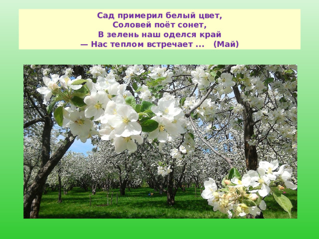  Сад примерил белый цвет,  Соловей поёт сонет,  В зелень наш оделся край  — Нас теплом встречает ...   (Май)   