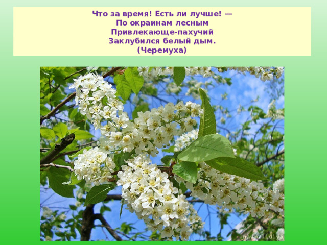 Что за время! Есть ли лучше! —  По окраинам лесным  Привлекающе-пахучий  Заклубился белый дым.  (Черемуха) 