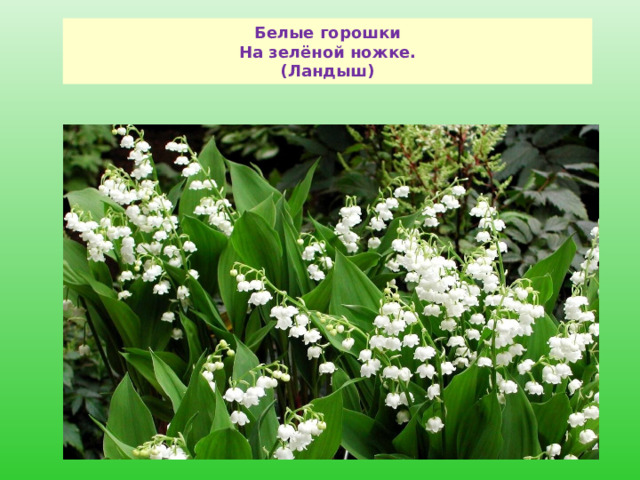 Белые горошки  На зелёной ножке.  (Ландыш)   