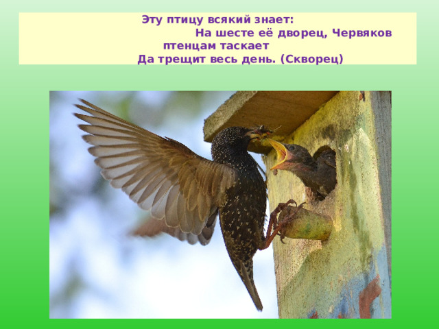  Эту птицу всякий знает:  На шесте её дворец, Червяков птенцам таскает  Да трещит весь день. (Скворец)   