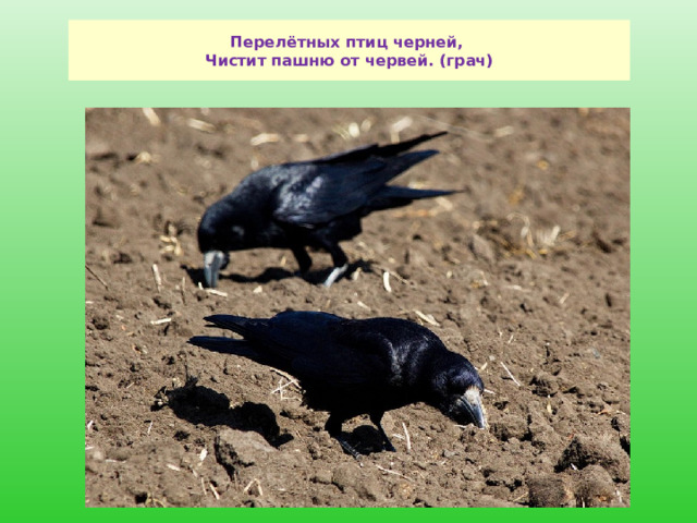 Перелётных птиц черней,  Чистит пашню от червей. (грач) 