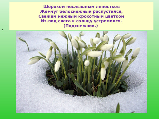 Шорохом неслышным лепестков  Жемчуг белоснежный распустился,  Свежим нежным крохотным цветком  Из-под снега к солнцу устремился.  (Подснежник.) . 