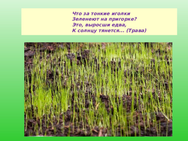    Что за тонкие иголки  Зеленеют на пригорке?  Это, выросши едва,  К солнцу тянется... (Трава)   