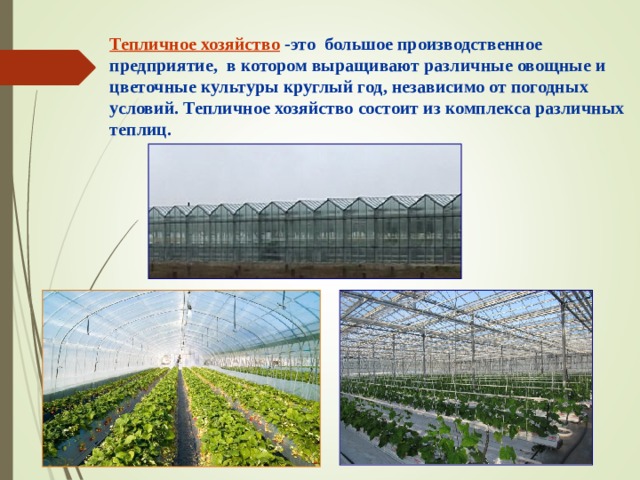Тепличное хозяйство -это большое производственное предприятие, в котором выращивают различные овощные и цветочные культуры круглый год, независимо от погодных условий. Тепличное хозяйство состоит из комплекса различных теплиц. 