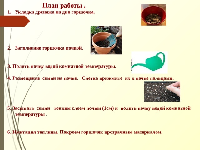  План работы .  Укладка дренажа на дно горшочка.      Заполнение горшочка почвой.    3. Полить почву водой комнатной температуры.  4. Размещение  семян на почве. Слегка прижмите их к почве пальцами.     5. Засыпать семян тонким слоем почвы (1см) и полить почву водой комнатной температуры .   6. Имитация теплицы. Покроем горшочек прозрачным материалом.  