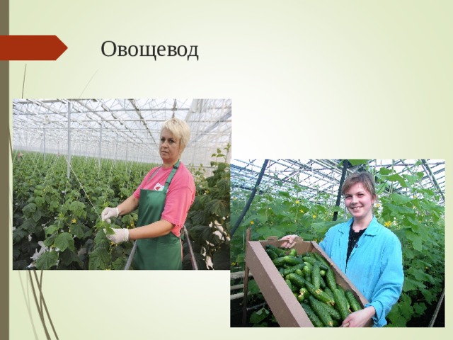 Овощевод 