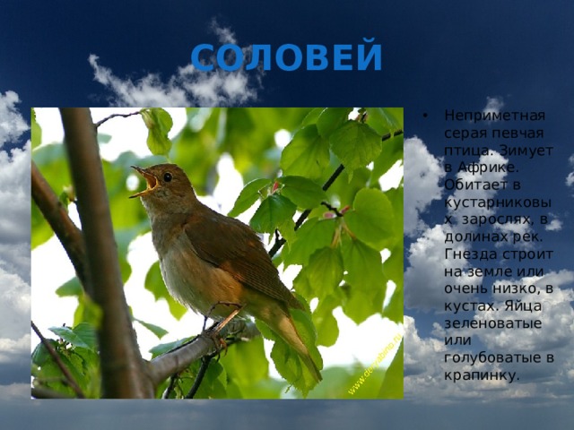СОЛОВЕЙ Неприметная серая певчая птица. Зимует в Африке. Обитает в кустарниковых зарослях, в долинах рек. Гнезда строит на земле или очень низко, в кустах. Яйца зеленоватые или голубоватые в крапинку. 