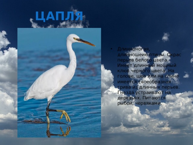 ЦАПЛЯ Длинноногая, длинношеие птицы. Окрас перьев белого цвета. Имеет длинный мощный клюв черного цвета. На голове, шее или на спине имеется своеобразная грива из длинных перьев. Гнезда устраивают на деревьях. Питаются рыбой, червяками. 
