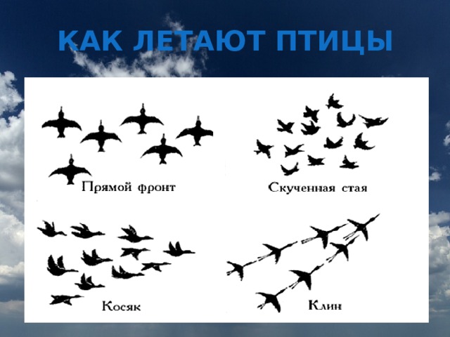 КАК ЛЕТАЮТ ПТИЦЫ 