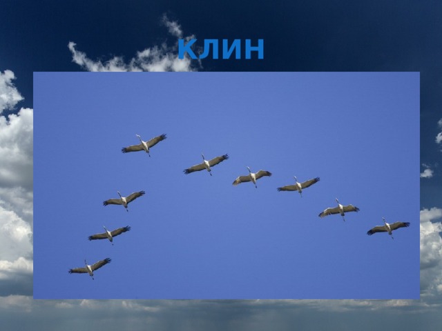 КЛИН 