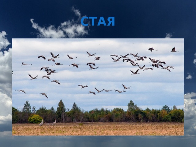 СТАЯ 
