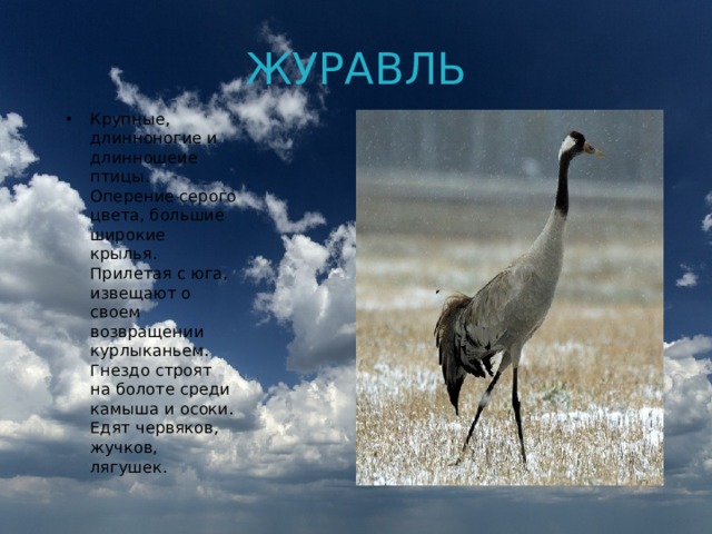 ЖУРАВЛЬ Крупные, длинноногие и длинношеие птицы. Оперение серого цвета, большие широкие крылья. Прилетая с юга, извещают о своем возвращении курлыканьем. Гнездо строят на болоте среди камыша и осоки. Едят червяков, жучков, лягушек. 