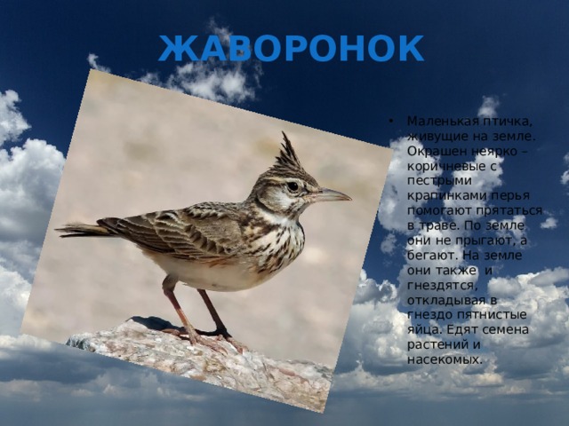 ЖАВОРОНОК Маленькая птичка, живущие на земле. Окрашен неярко – коричневые с пестрыми крапинками перья помогают прятаться в траве. По земле они не прыгают, а бегают. На земле они также и гнездятся, откладывая в гнездо пятнистые яйца. Едят семена растений и насекомых. 
