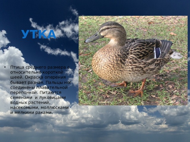 УТКА Птица среднего размера с относительно короткой шеей. Окраска оперения бывает разная. Пальцы ног соединены плавательной перепонкой. Питаются семенами и луковицами водных растений, насекомыми, моллюсками и мелкими раками. 