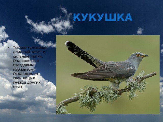 КУКУШКА Тонкое туловище, длинный хвост и сильные лапки. Она является гнездовым паразитом. Откладывает свои яйца в гнезда других птиц. 