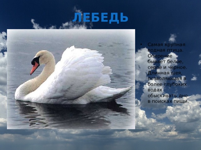 ЛЕБЕДЬ Самая крупная водная птица. Оперение бывает белое, серое и черное. Длинная шея, позволяющая в более глубоких водах обыскивать дно в поисках пищи. 