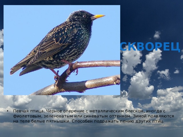 СКВОРЕЦ Певчая птица. Черное оперение с металлическим блеском, иногда с фиолетовым, зеленоватым или синеватым оттенком. Зимой появляются на теле белые пятнышки. Способен подражать пению других птиц. 
