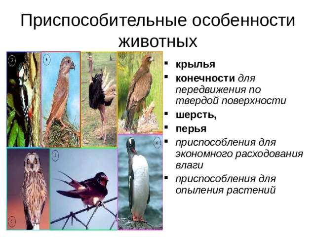 Приспособительные особенности животных крылья конечности  для передвижения по твердой поверхности шерсть, перья приспособления для экономного расходования влаги  приспособления для опыления растений   