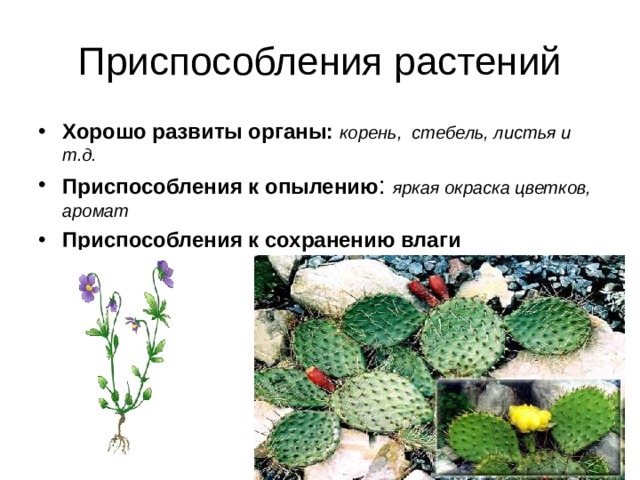 Приспособления растений  Хорошо развиты органы: корень, стебель, листья и т.д. Приспособления к опылению : яркая окраска цветков, аромат Приспособления к сохранению влаги    