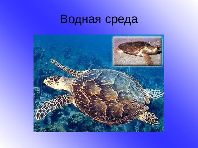 Водная среда  