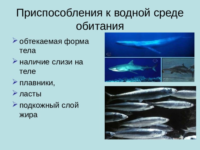 Приспособления к водной среде обитания обтекаемая форма тела наличие слизи на теле плавники, ласты подкожный слой жира  