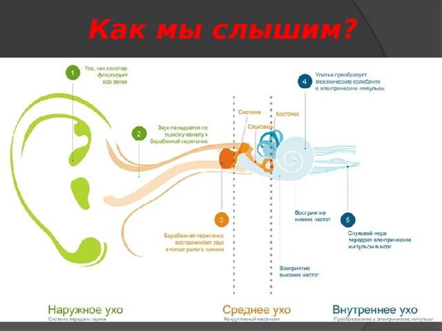 Как мы слышим? 