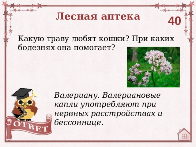 Лесная аптека 40 Какую траву любят кошки? При каких болезнях она помогает? Валериану. Валериановые капли употребляют при нервных расстройствах и бессоннице. 