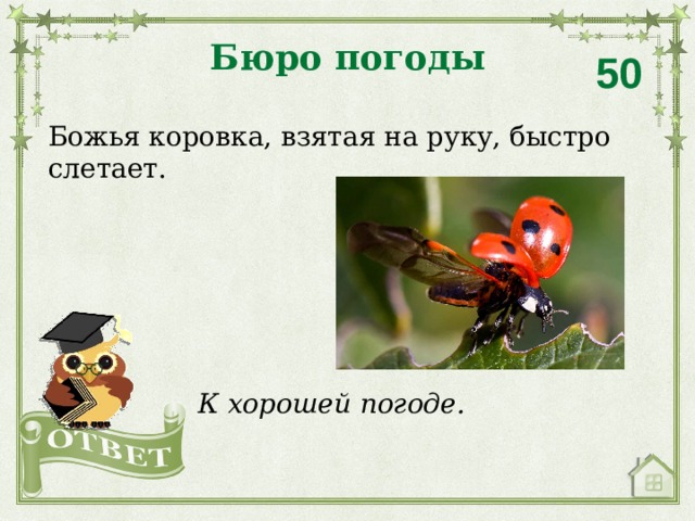 Бюро погоды 50 Божья коровка, взятая на руку, быстро слетает. К хорошей погоде. 