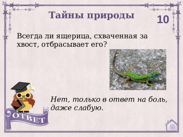 Тайны природы 10 Всегда ли ящерица, схваченная за хвост, отбрасывает его? Нет, только в ответ на боль, даже слабую. 
