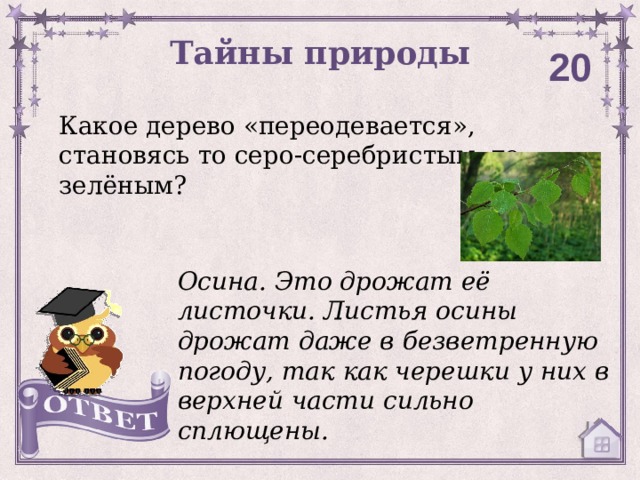 Тайны природы 20 Какое дерево «переодевается», становясь то серо-серебристым, то зелёным? Осина. Это дрожат её листочки. Листья осины дрожат даже в безветренную погоду, так как черешки у них в верхней части сильно сплющены. 