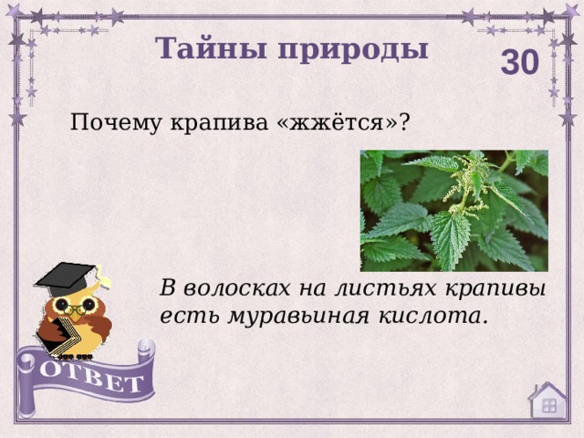 Тайны природы 30 Почему крапива «жжётся»? В волосках на листьях крапивы есть муравьиная кислота. 